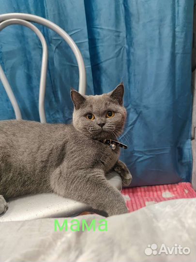 Британская