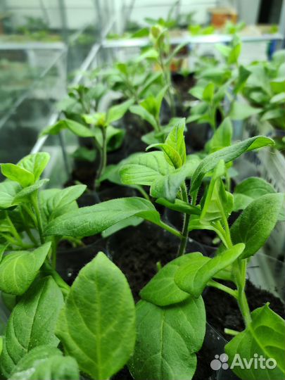 Черенки ампельной и каскадно-ампельной петунии