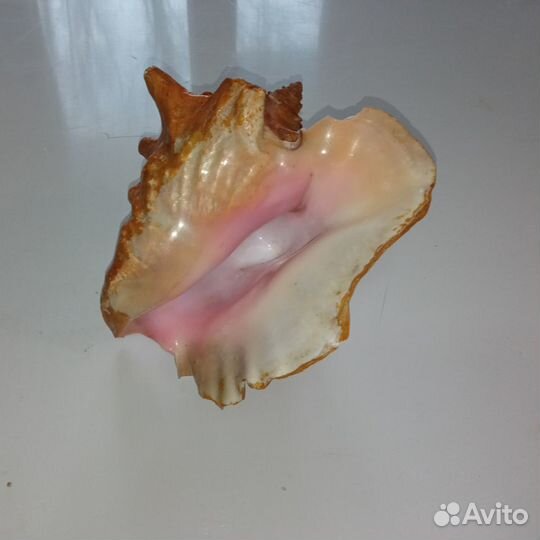 Ракушка морская большая