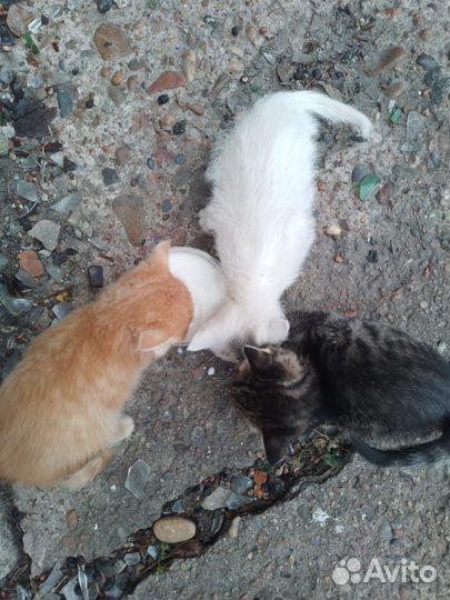 Котята бездомные