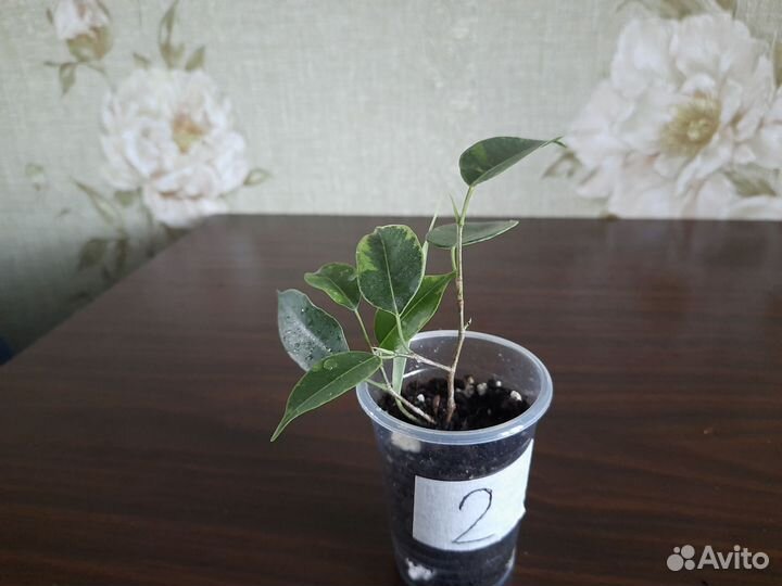 Фикус бенджамина пестролистный