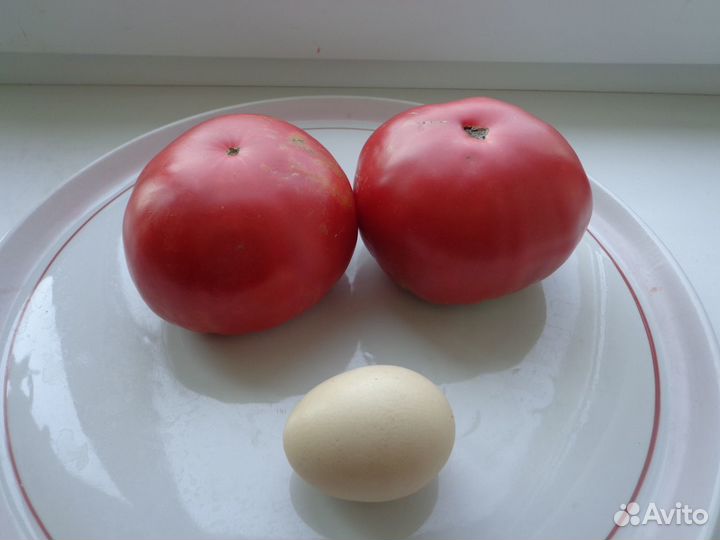 Рассада томатов, перца, баклажан, капусты и т.д