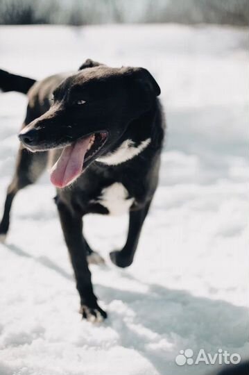 Собака Шиша