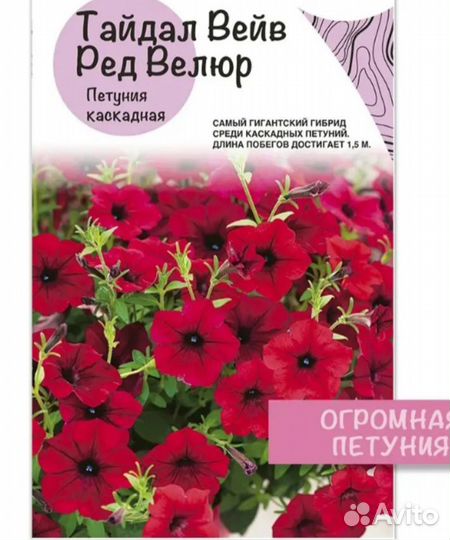 Рассада петунии