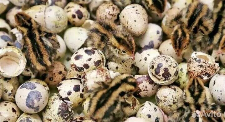 Перепела. Мясо перепелов