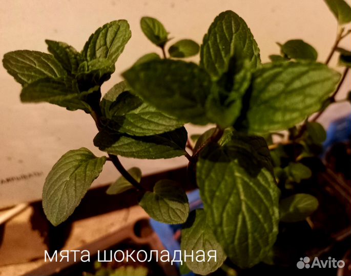 Пряные травы