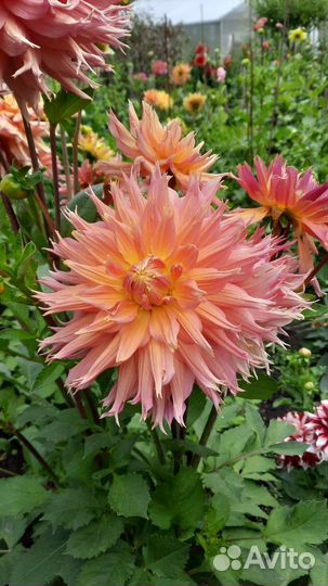 Георгины клубни