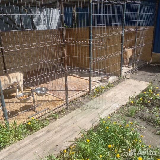 Передержка для собак