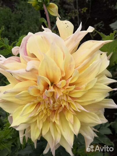 Клубни многолетних георгинов