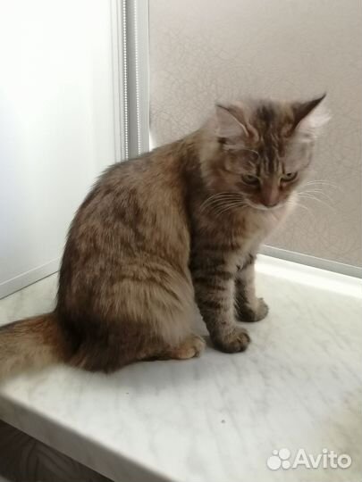 Кошки в добрые руки