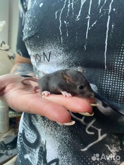 Крысёнок дамбо