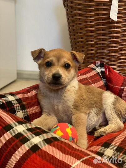 Мамонтенок