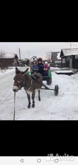 Упряж Осел. Обмен варианты