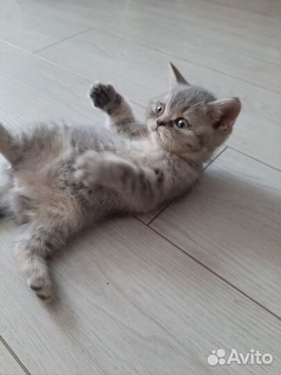 Британские кошка и котенок бесплатно