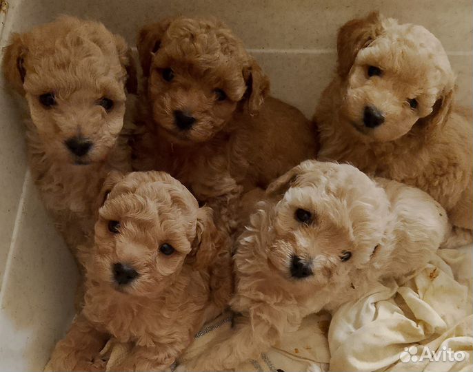 Пудель миниатюрный