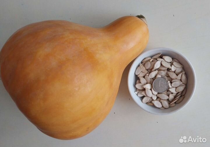 Тыква порционная семена