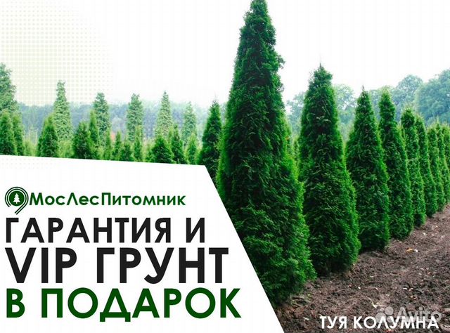Туя смарагд, колумна брабант. Доставка на участок