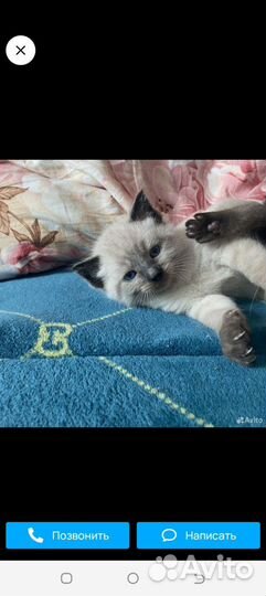 Кошка в дар бесплатно