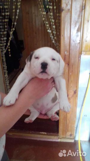 Продажа щенка