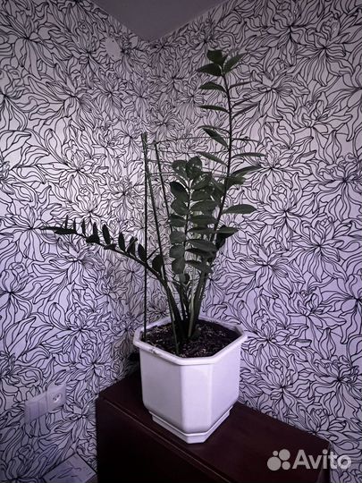 Земиокулькас