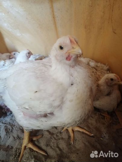 Продаю бройлеров