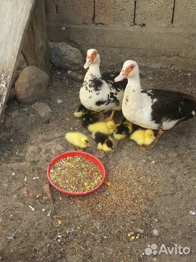 Молодые индоутки, уточки и селезни