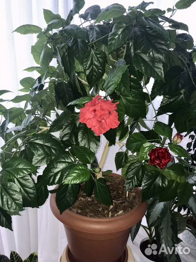 Гибискус Махровый красный