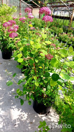 Гортензия древовидная розовая