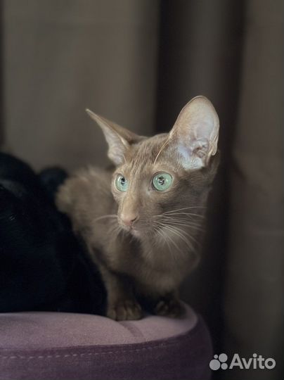 Ориентальная