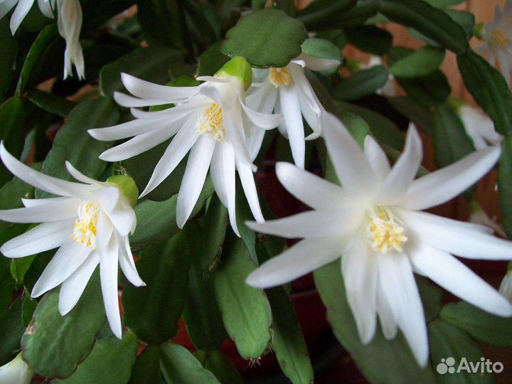 Рипсалидопсис