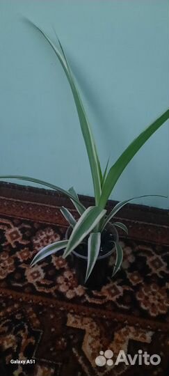 Хлорофитум