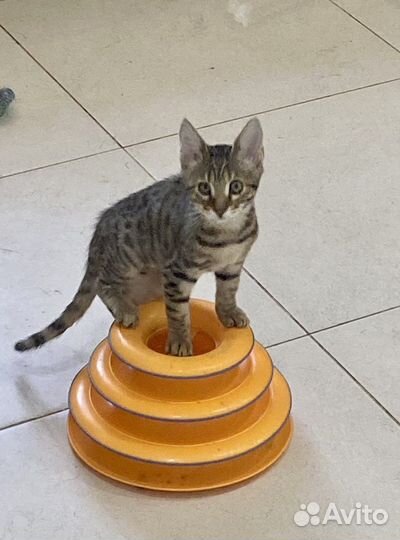 Саванна котята