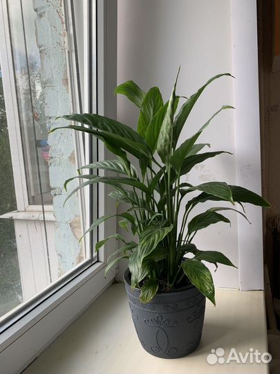 Спатифиллум