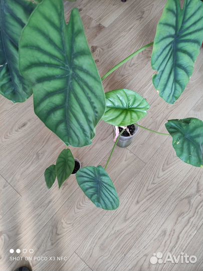 Алоказия Клипеолата А.Хэй