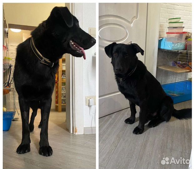 Собака в добрые руки