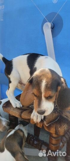 Щенки породы Бигль