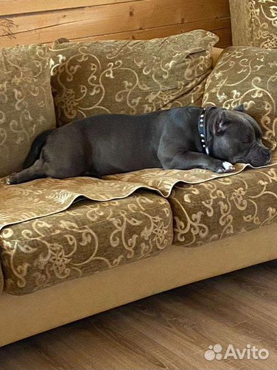 Чудо щенок американский булли