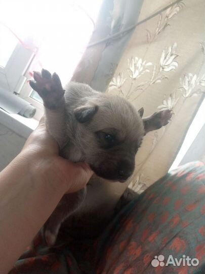 Щенок в добрые руки