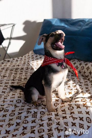 Щенок в добрые руки