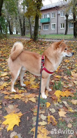 Кобель вязка Сибу ину Коломна