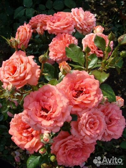 Роза грандифлора Вайкики