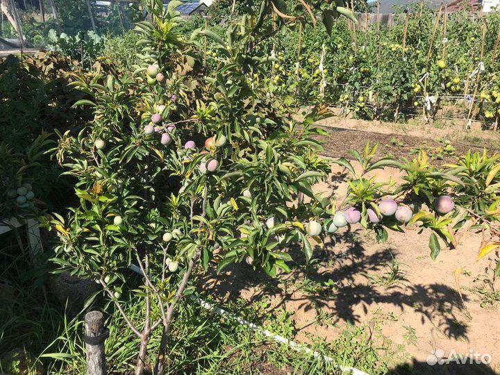 Саженцы зимостойкие