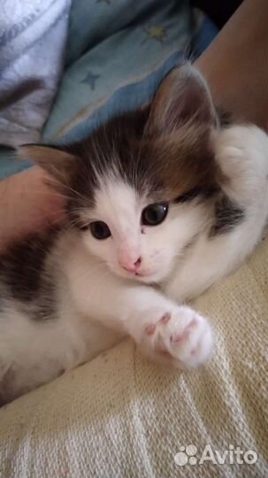 Отдам котика в добрые руки