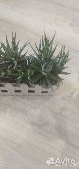 Миртовое дерево, каменная роза, китайская роза, ре