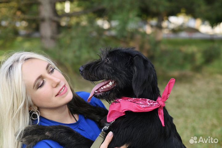 Щенки дратхаара (помесь) 6 мес