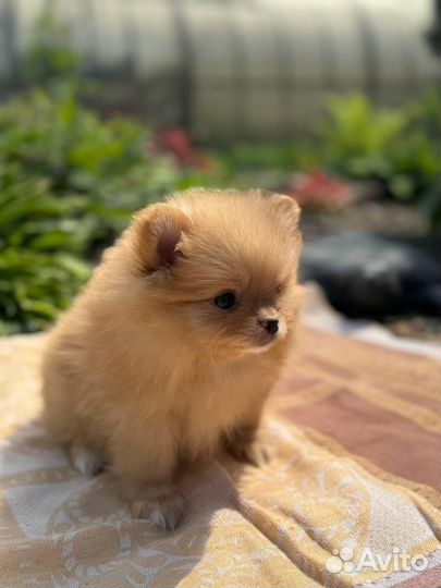 Щенки шпица