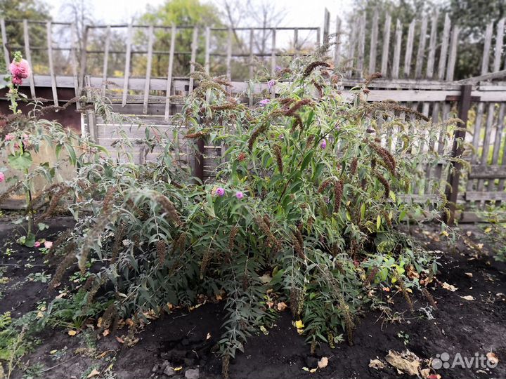 Будлея Давида Фиолетово- Голубая. зкс