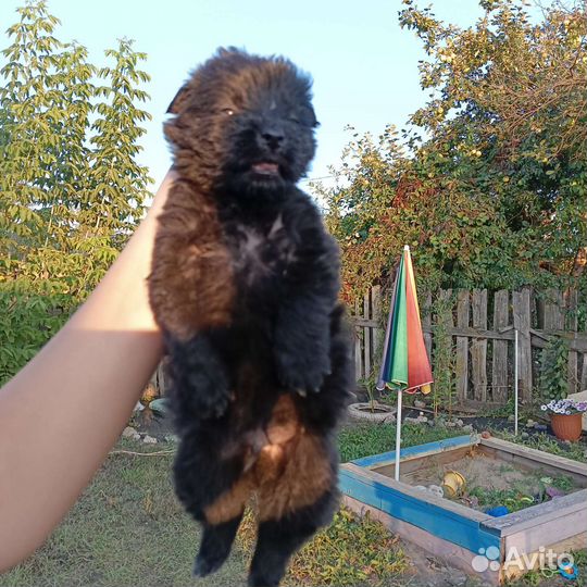 Щенки бесплатно