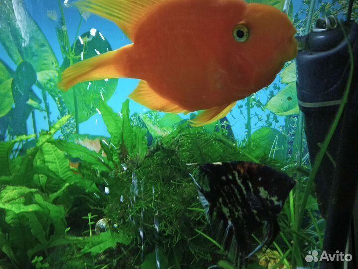 Аквариум