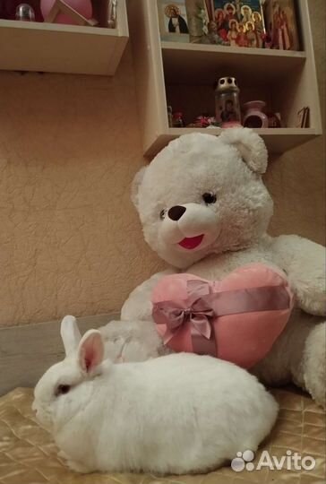 Кролик альбинос